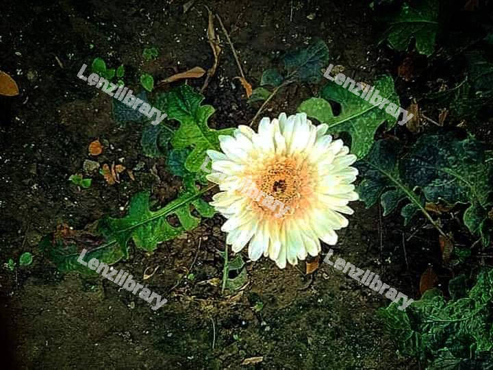 Gerbera Flower